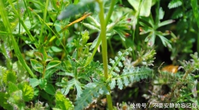 野草|农村这野草很稀罕，有大的观赏价值，还可以用于祛湿