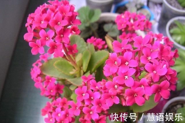 这2种“肥”长寿花最喜欢！盆里放一点，叶片肉嘟嘟，开花爱爆盆