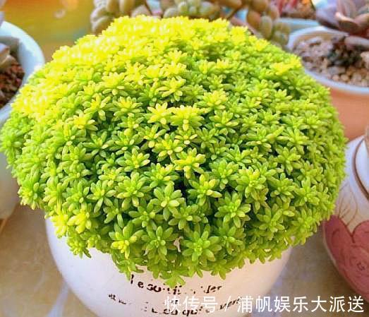 多肉“黄金万年草”，教你爆盆“小技巧”，30天长成“草坪”