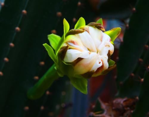 请识别好“它”，如果你家也有种植，现在就要重视，因为价值极高