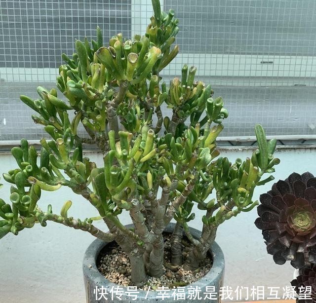 小苗|这花叫马蹄掌,也叫吸财树,寓意“招财进宝”,比多肉还好养