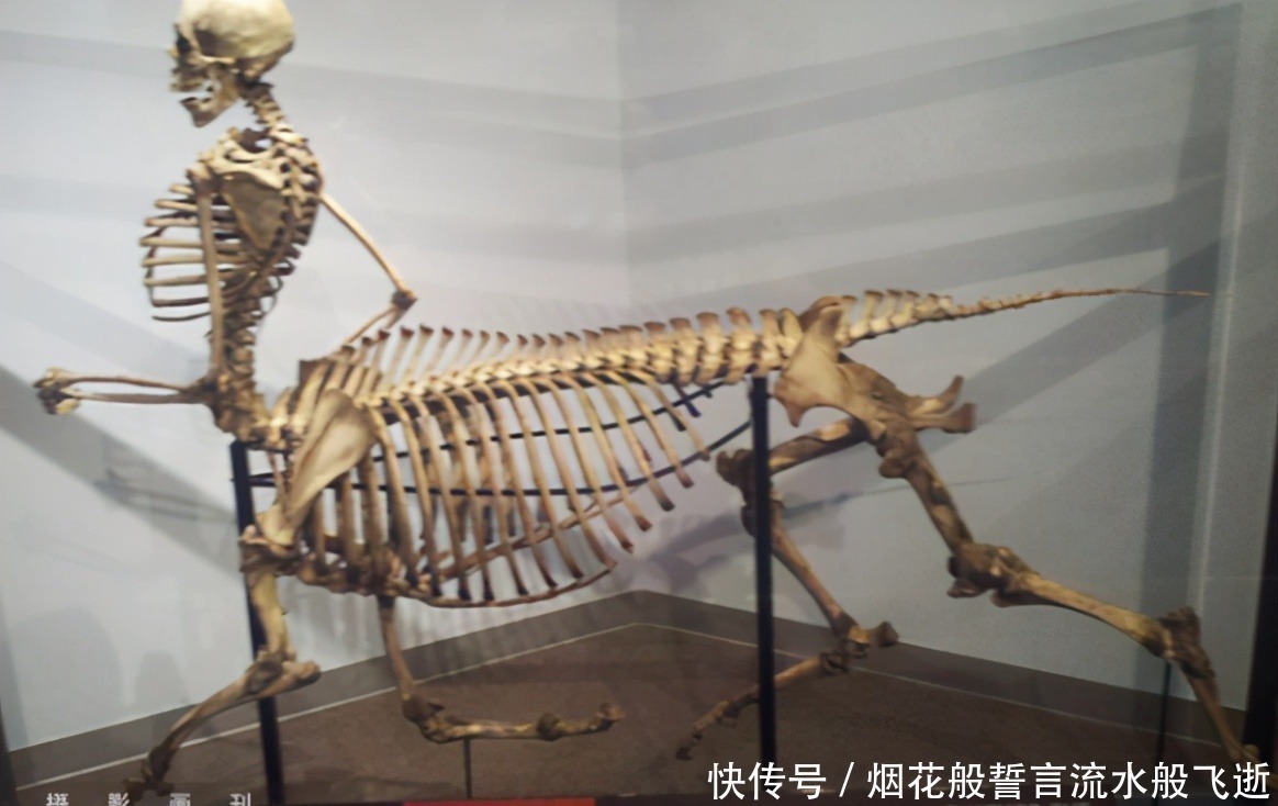 人马|动漫中的人马姐姐太可爱了,有这颜值和性格,物种算个啥!