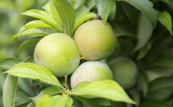 咳嗽痰多|立秋后,咳嗽痰多很难受,不妨多食此果,润肺止咳,降血压