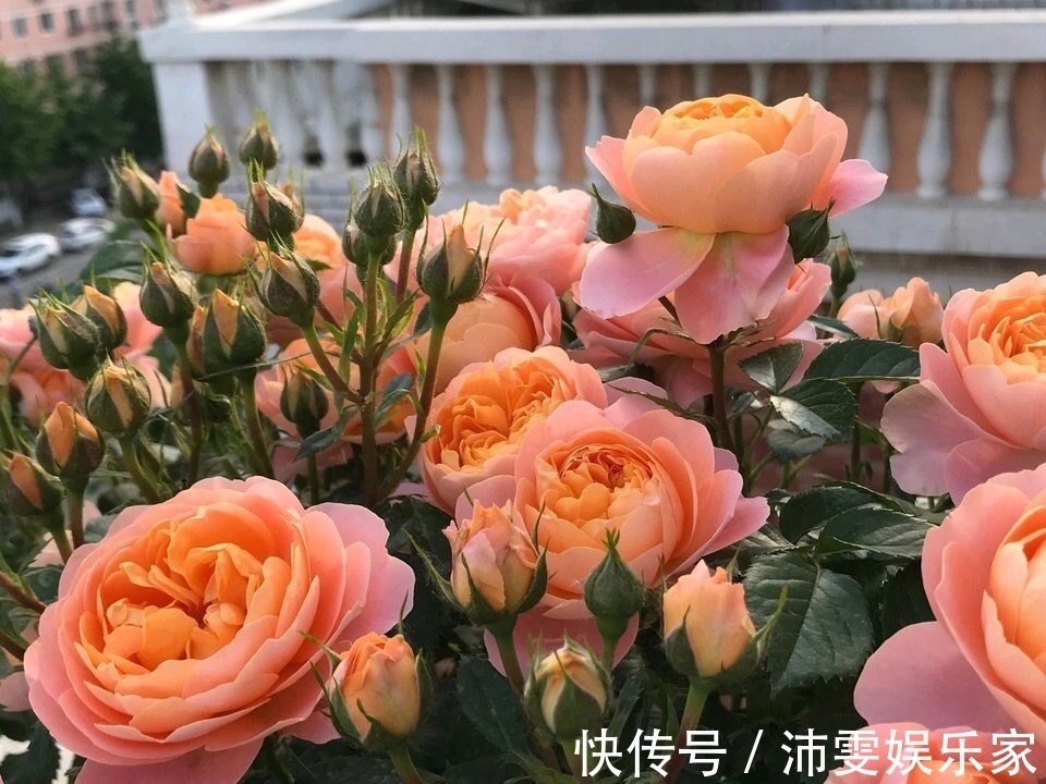 养花人都知道的“5个偏方”，3分钟学会，一生受用，养啥都旺盛