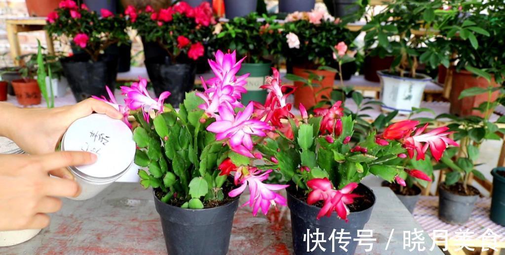 秋冬蟹爪兰叶片软软的,教你一个小技巧,叶片硬朗花开爆盆