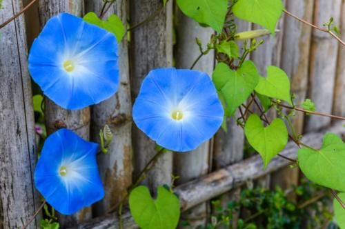 大自然的蓝色生物,要么是化学天才,要么是运用黑科技的物理大师