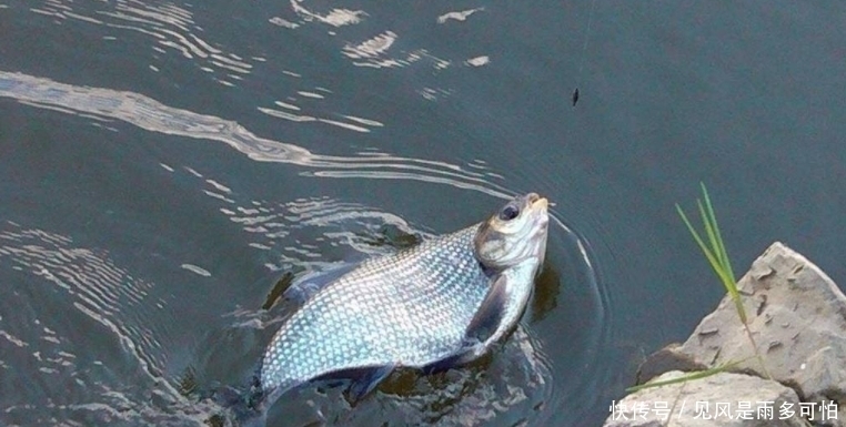 跟着高手去钓鱼,一样的鱼竿,一样的鱼饵,我怎么就空军?