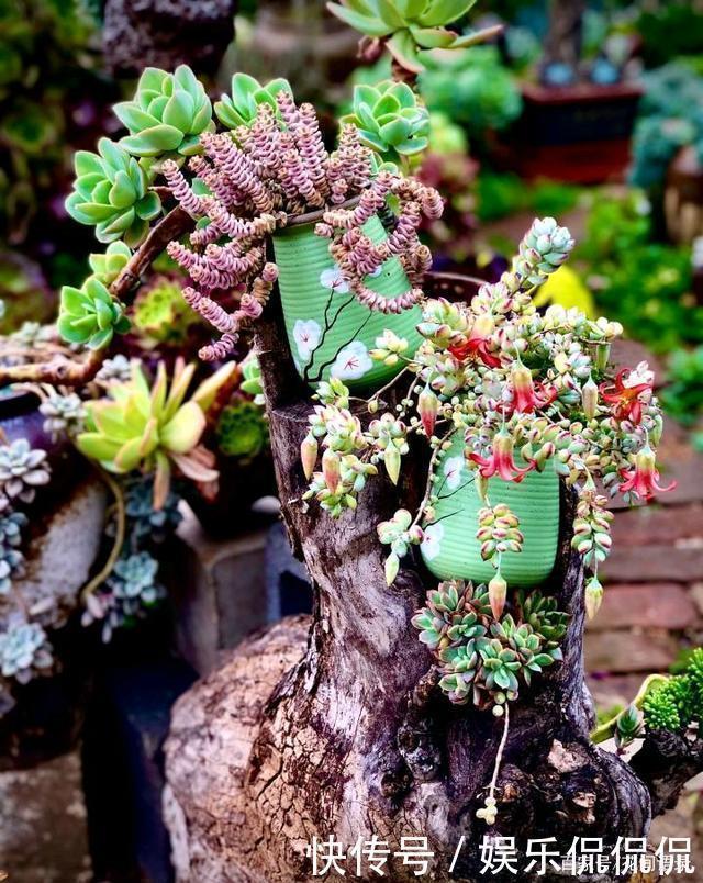 仙境|他痴迷养多肉,将500多盆多肉养出“高级感”,大家都夸美如仙境
