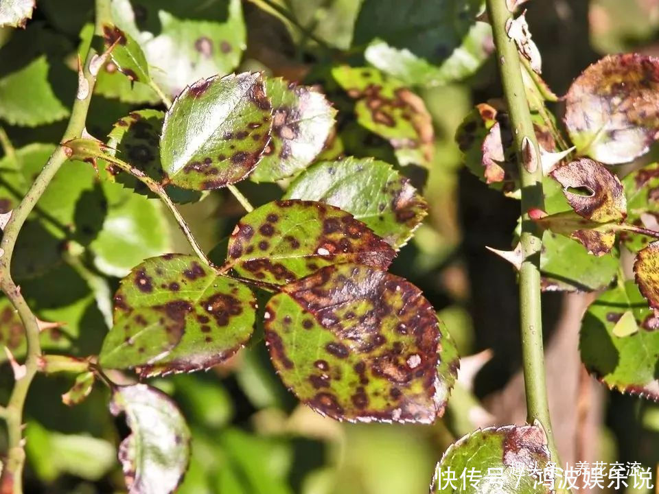 白粉病|每年剪几次，喷点药，月季可保持经常开花，不怕黄叶和感染病虫害