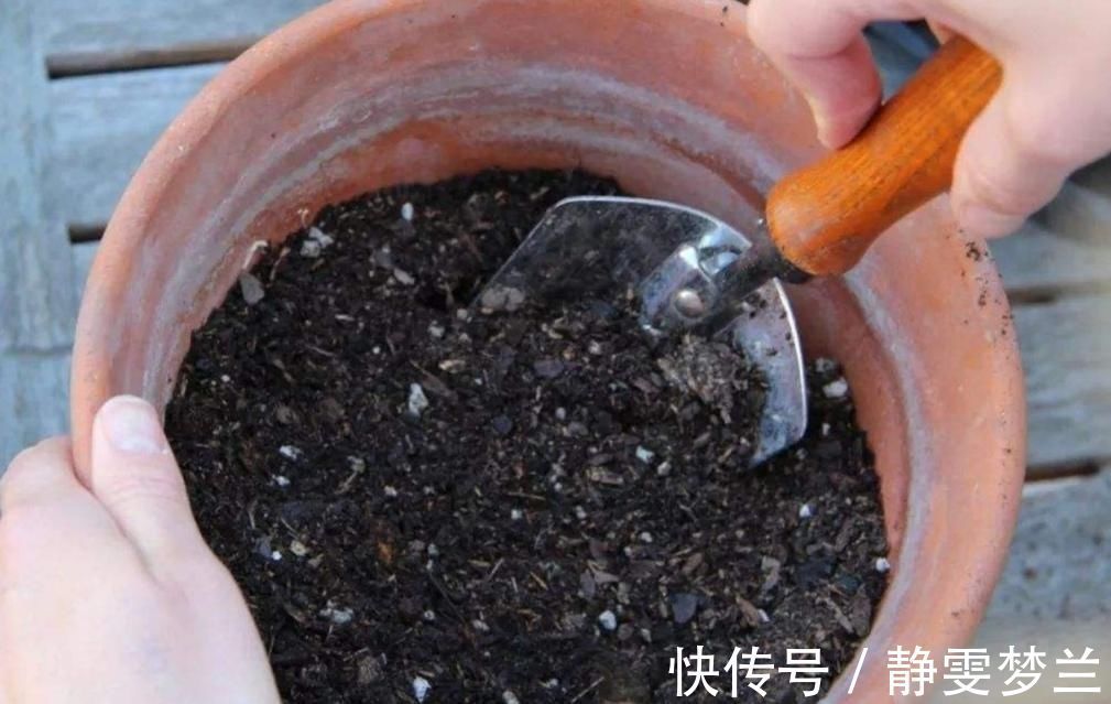 养分|旧花土不要扔，简单处理，掺上几种料，又成很好的“营养土”