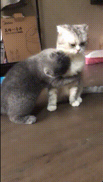 |搞笑GIF:姑娘 你这算是魔术吗 为什么我做不到