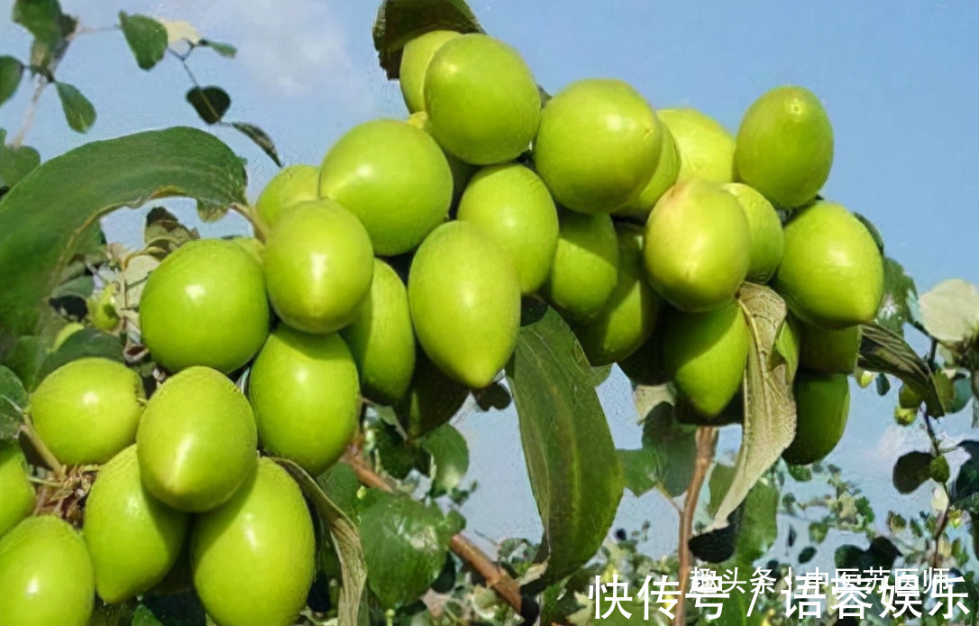 果蔬菜|中年人身体好,没事吃的食物,毒素排出来,身材自然漂亮,气色好