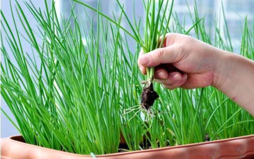 阳台|阳台小葱,又细又黄教你一招,根根粗壮,一抓一把吃不完!