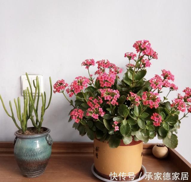 柚子皮|邻居浇花从不用清水,2种营养水浇灌,养啥花都爆盆