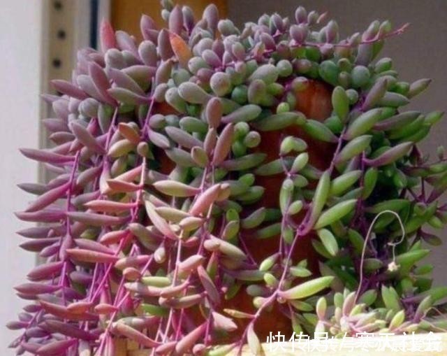 多肉植物|五种多肉冬天养最好，好养易爆盆，适当冻一冻，养出美状态！