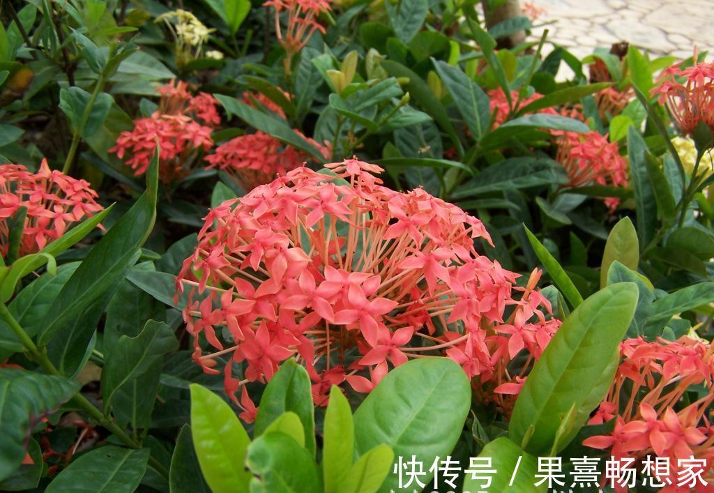 此花是寓意着要积极向前的花,就像是红色的绣球一样