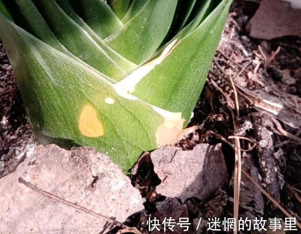 盆栽君子兰浇水贯彻12字真言,肉质根越长越健壮、花越开越多
