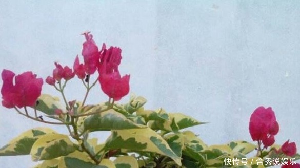 开花期|三角梅只长叶子不开花老花友教你一招，一次能开大半年