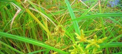 农村一种草被称为“光棍草”,别嫌弃它,可谓全身都是宝!