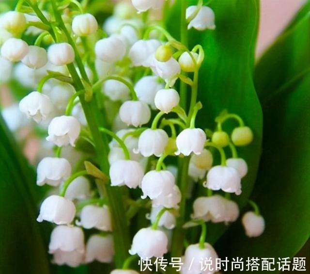 明星|一把“烂草根”能种出价值上万元的“手捧花”,明星和王室的最爱!