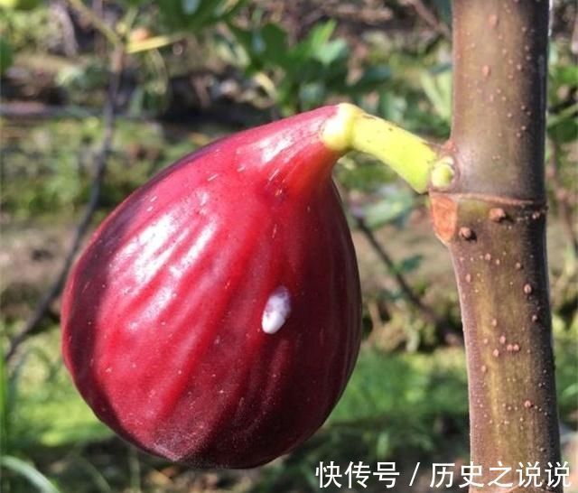 阳台上|4种性价比超高的盆栽，既是盆景又是果树，少抽两包烟也要养一盆