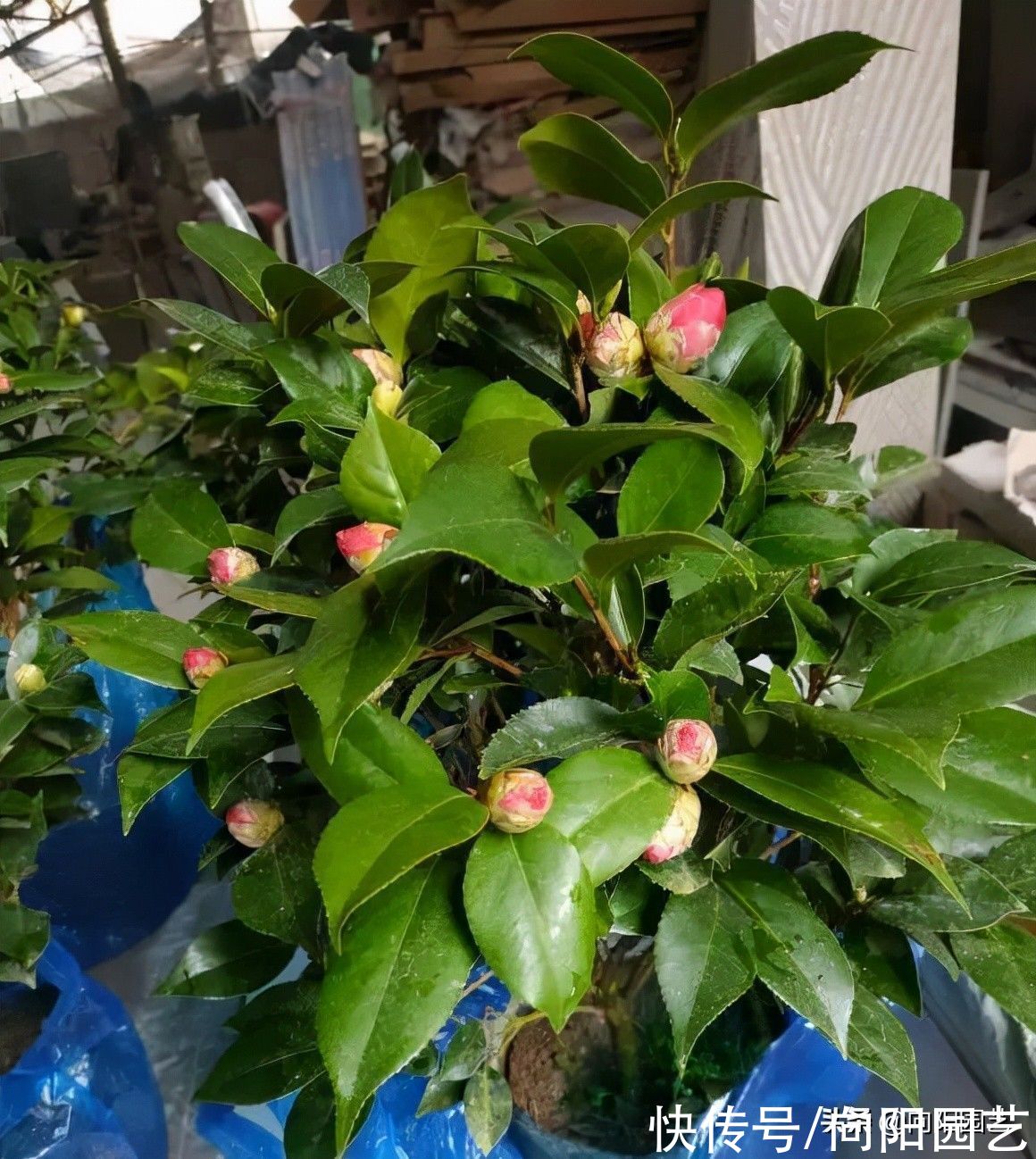 ?网上买的山茶花，买一棵死一棵，能把山茶养活了，属实是高手