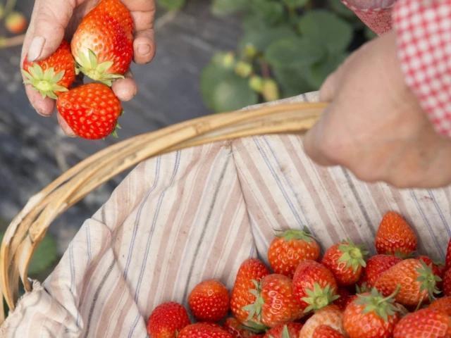 发育|女性怀孕后,4物当“零食”要舍得吃,或能促进胎儿发育