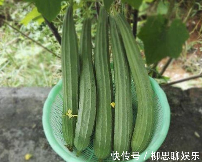 南瓜|“夏吃瓜身体棒”，入夏多吃此6种瓜，忌食1种“毒瓜”，健康度夏