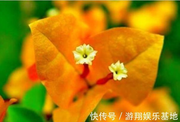 花海|喜欢三角梅,首选“精品”柠檬黄三角梅,花开爆盆,庭院变花海