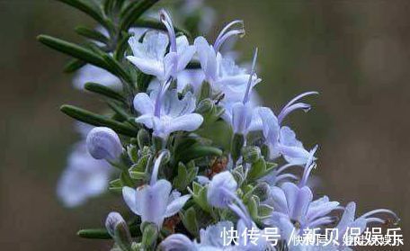 香水花|养花就养此“香水花”，比栀子花香，比茉莉花好看，花开200天