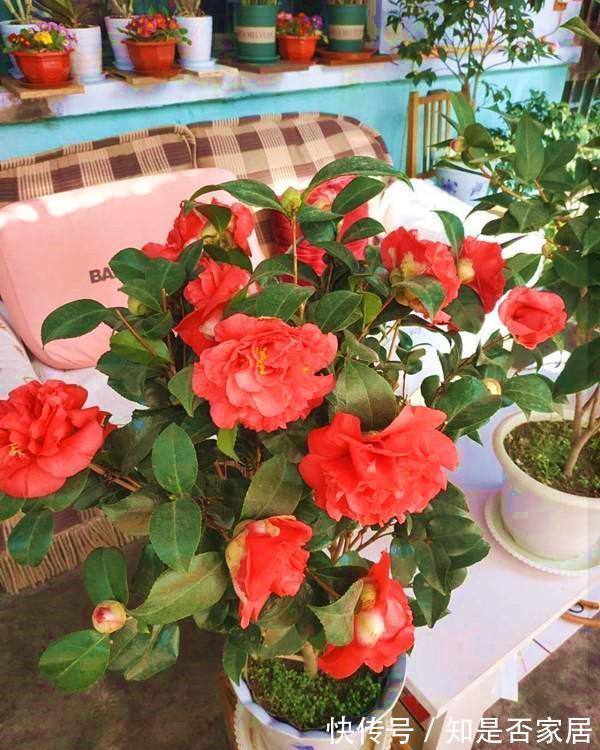 忘了牡丹吧,这种茶花香气四溢,花期长,不养一盆太可惜