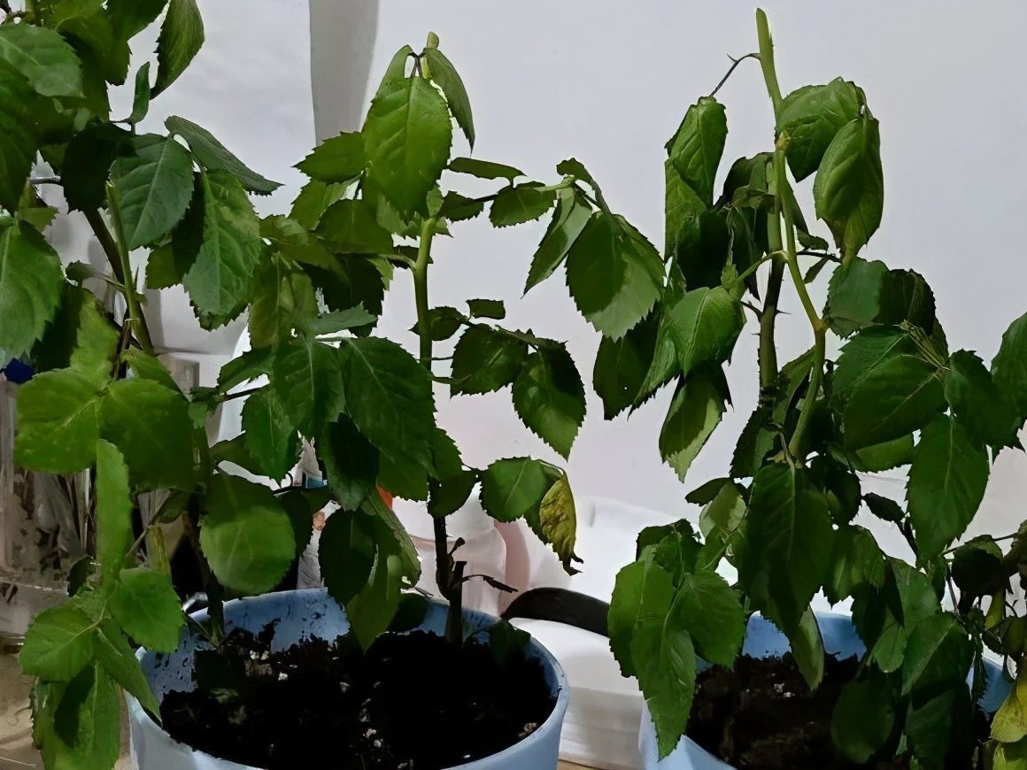 竹芋|11月,千万别买这种花,养不活惹一肚子气