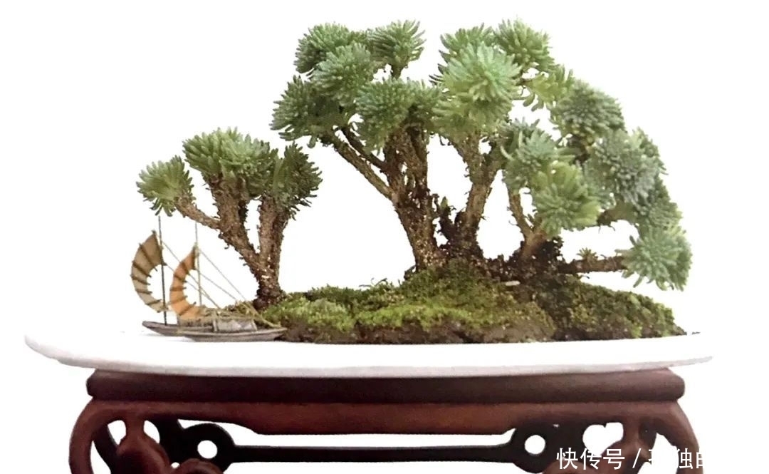 树桩造型是保留双干、三干还是多干,还得树桩自己说了算!