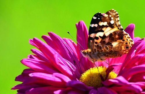 诗词#青衫长叹路漫漫,秋日登高兴未阑杨鑫诗词24首