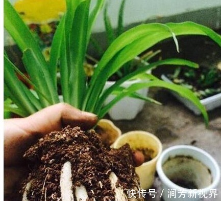 花店老板不小心说漏嘴,用以下水浇花,绿萝吊兰君子兰越养越旺