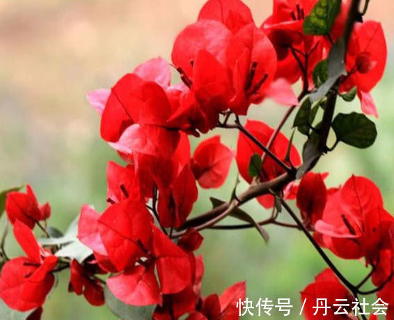 叶子花|三角梅的养护方法全在这里,赶快看看,超级实用