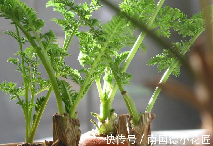 植物|自制花盆、水和肥养花，养啥旺啥，效果好成本低