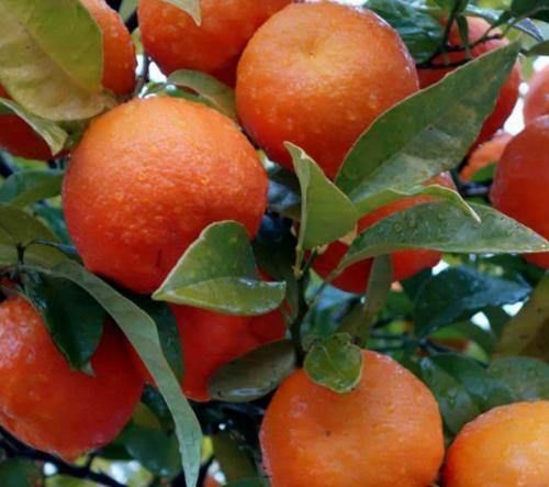 盘点最补血的水果，多吃这些，补气养血美容养颜