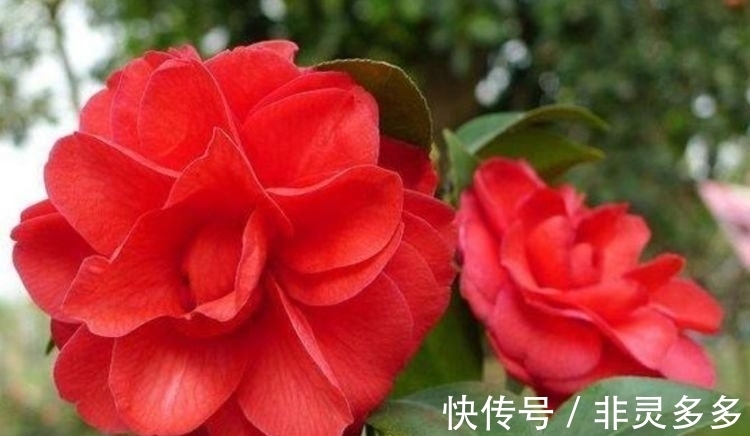 几种花美的出奇,开花爆盆很简单,满树都是花朵,漂亮极了