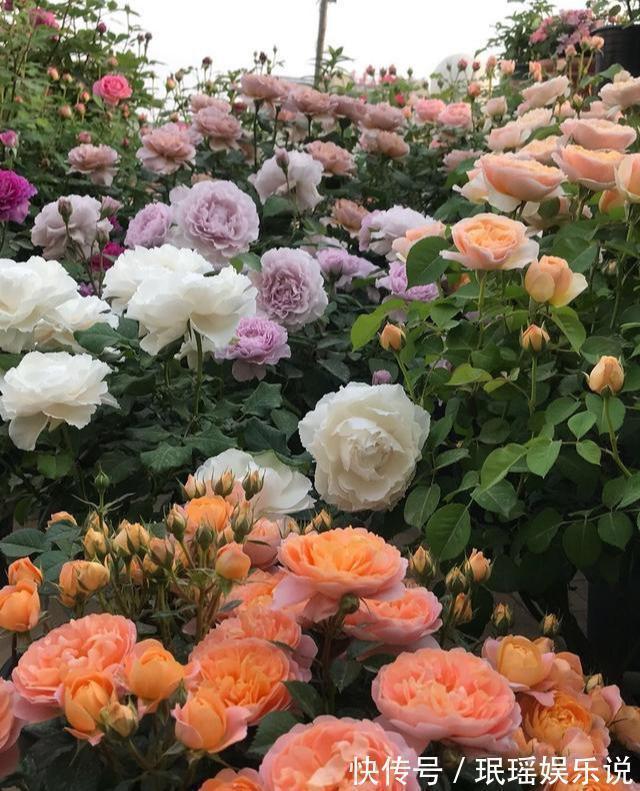 家有小院?养几种“不死花”,从来不用管,花开一片,延绵不断