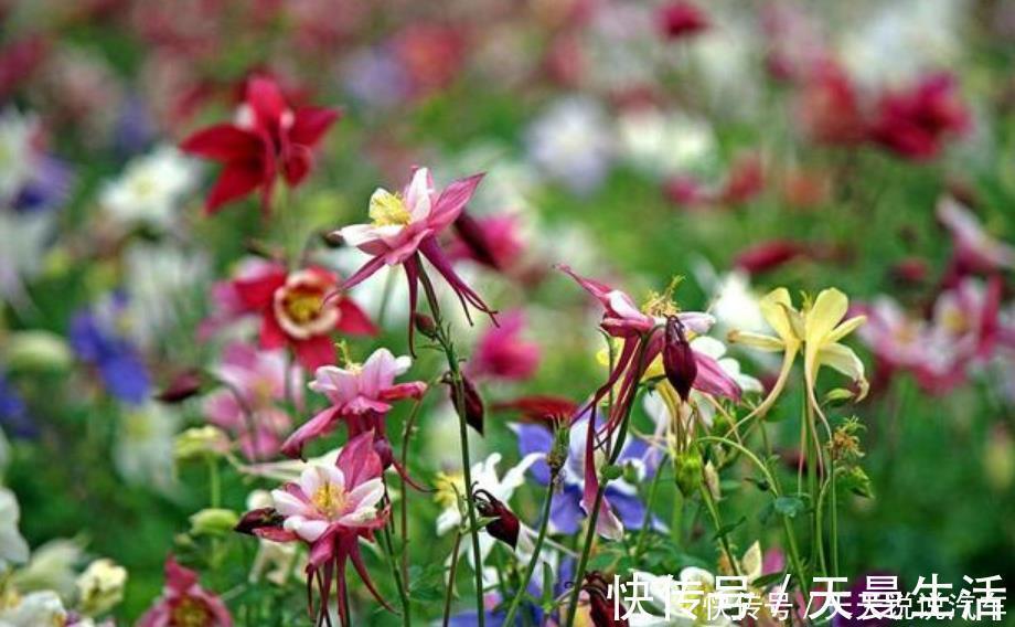 超漂亮的3种花,长势好、花色艳,高端大气上档次
