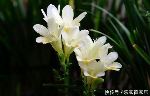 几种花卉,一开就是300多天,越晒开花越艳