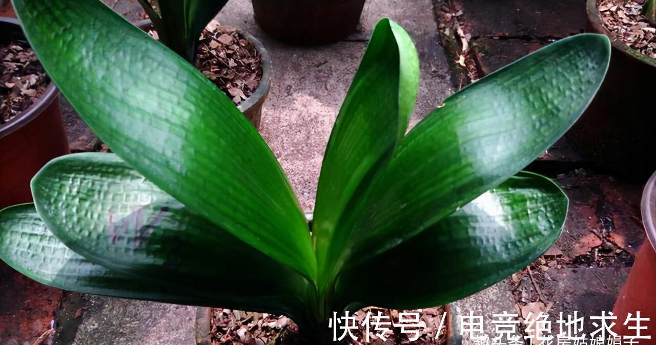 植料|君子兰养好养坏，不光要学会分辨，还要知道养好它的关键在哪里？