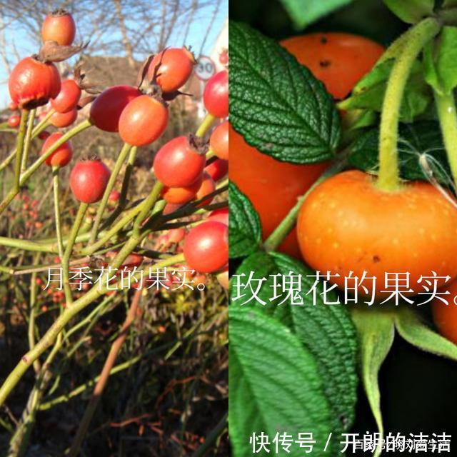 玫瑰花和月季花长得很像,如何正确区分