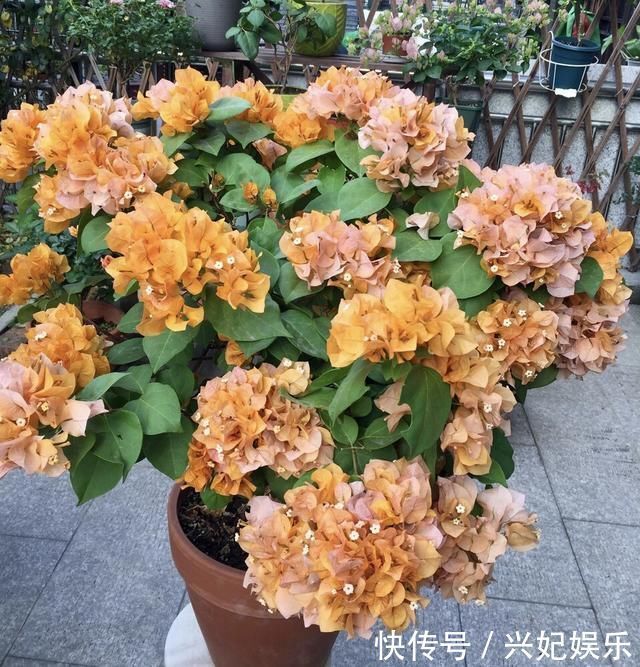 植株|养花“杀手”都有的5个毛病,难怪买花“养1盆死1盆”,要改正了
