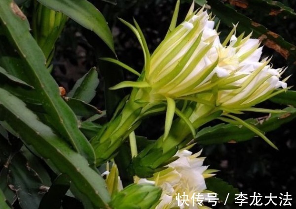 泡水|中医提醒：咳嗽老不好，路边霸气的花摘回家泡水喝，止咳特有效