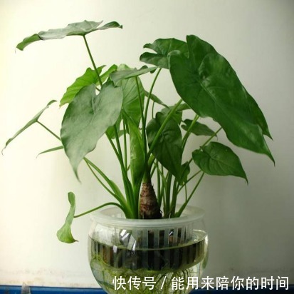 5种“懒人花”，不管不问反而爆盆，花色清新美丽，霸占整个阳台