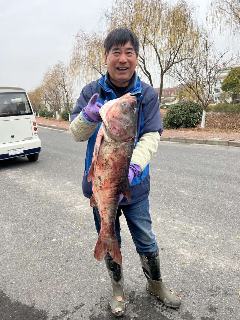 荷花池|扬州大学捕捞2000斤大鱼送给学生免费吃