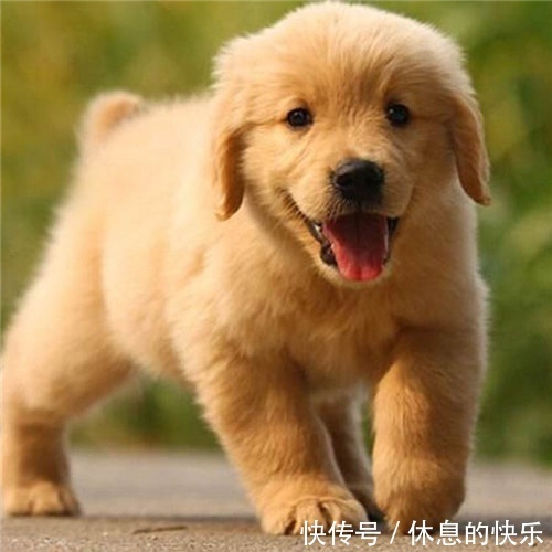 |(搞笑段子)丈夫发年终奖,妻子许诺春节到新马泰