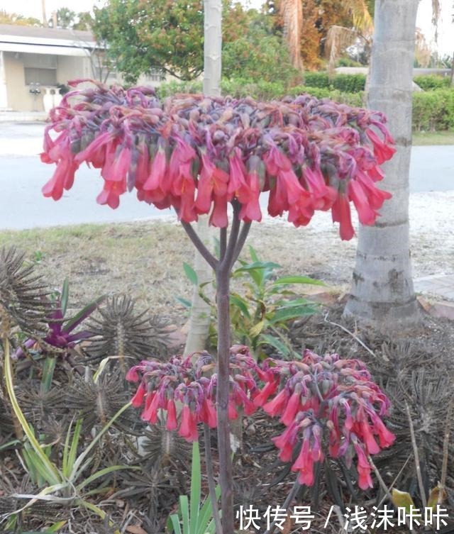 落地生根属的大家庭，品种多，花朵好看！